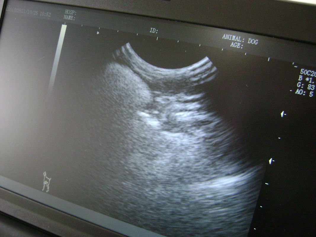 Dog Ultrasound Scanner For Sale Dog Ultrasound Scanner For Sale