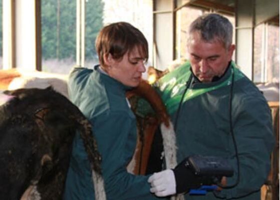 Digital Veterinary Ultrasound Scanner