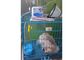 Animal Vet Infusion Pump Medical Veterinary Infusion Pump With Micro Mode 0.1~99.9ml/hr Available